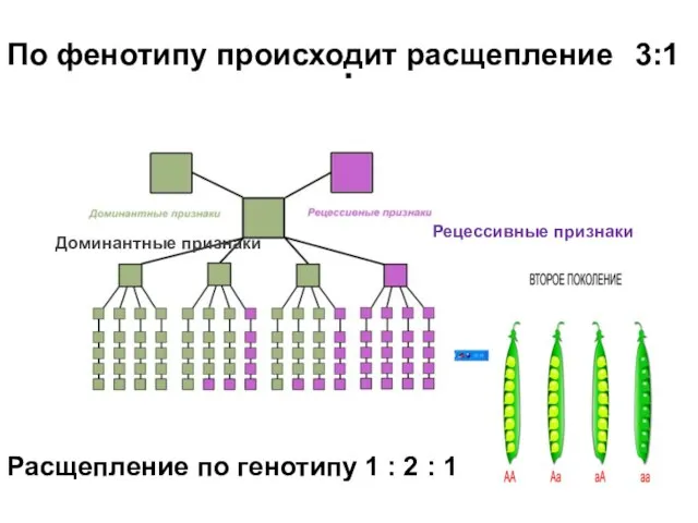 . Рецессивные признаки Доминантные признаки По фенотипу происходит расщепление 3:1 Расщепление по