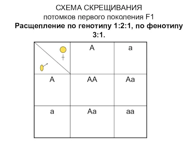 СХЕМА СКРЕЩИВАНИЯ потомков первого поколения F1 Расщепление по генотипу 1:2:1, по фенотипу 3:1.