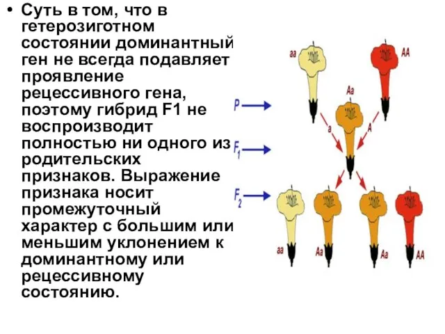 Суть в том, что в гетерозиготном состоянии доминантный ген не всегда подавляет