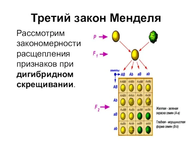 Третий закон Менделя Рассмотрим закономерности расщепления признаков при дигибридном скрещивании.