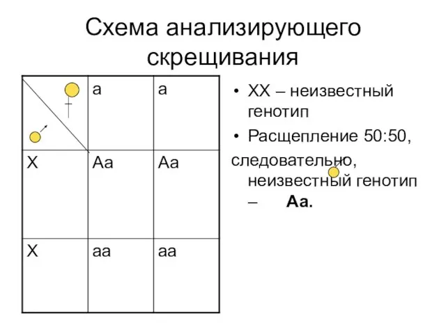 Схема анализирующего скрещивания ХХ – неизвестный генотип Расщепление 50:50, следовательно, неизвестный генотип – Аа.