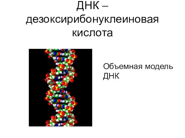 ДНК – дезоксирибонуклеиновая кислота Объемная модель ДНК