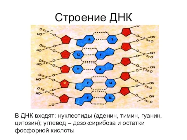 Строение ДНК В ДНК входят: нуклеотиды (аденин, тимин, гуанин, цитозин); углевод –