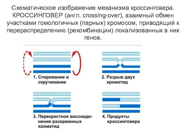 Схематическое изображение механизма кроссинговера. КРОССИНГОВЕР (англ. crossing-over), взаимный обмен участками гомологичных (парных)