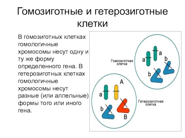 Гомозиготные и гетерозиготные клетки В гомозиготных клетках гомологичные хромосомы несут одну и