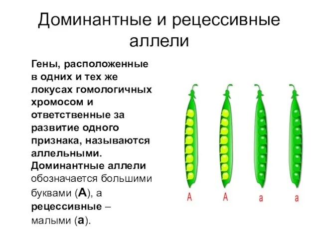 Доминантные и рецессивные аллели Гены, расположенные в одних и тех же локусах