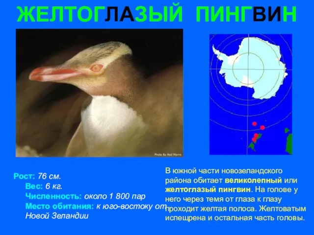 ЖЕЛТОГЛАЗЫЙ ПИНГВИН Рост: 76 см. Вес: 6 кг. Численность: около 1 800