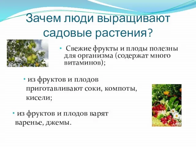 Зачем люди выращивают садовые растения? Свежие фрукты и плоды полезны для организма