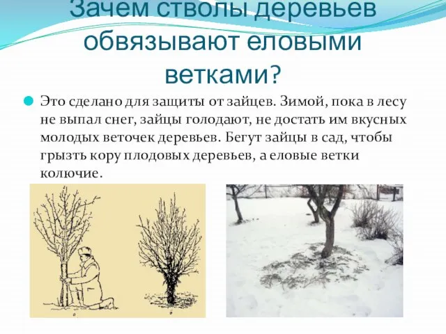 Зачем стволы деревьев обвязывают еловыми ветками? Это сделано для защиты от зайцев.