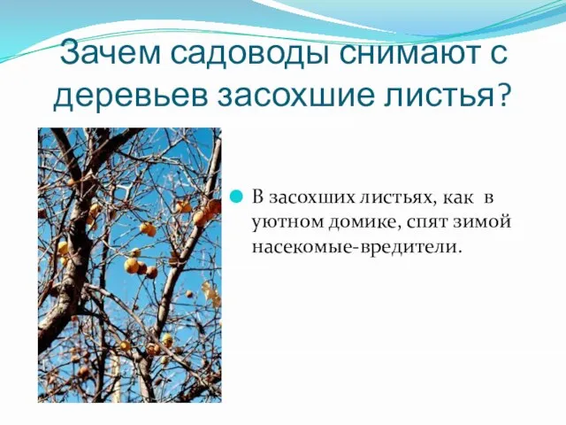 Зачем садоводы снимают с деревьев засохшие листья? В засохших листьях, как в