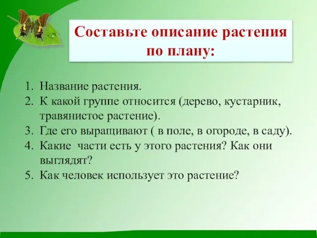 Составьте описание растения по плану: Название растения. К какой группе относится (дерево,