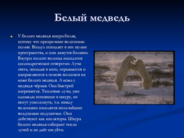 Белый медведь У белого медведя шкура белая, потому что прозрачные волосинки полые.