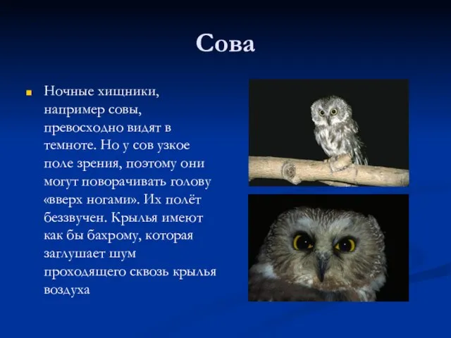 Сова Ночные хищники, например совы, превосходно видят в темноте. Но у сов