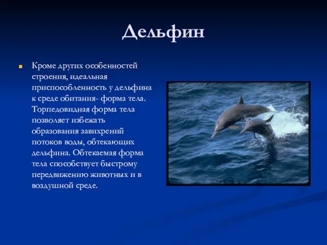 Дельфин Кроме других особенностей строения, идеальная приспособленность у дельфина к среде обитания-