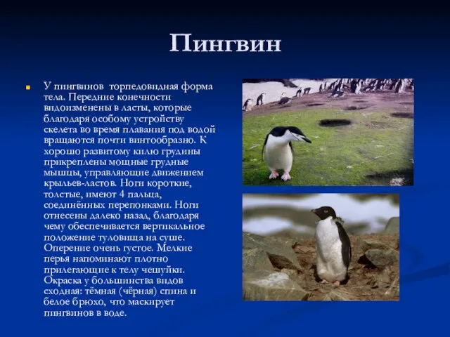 Пингвин У пингвинов торпедовидная форма тела. Передние конечности видоизменены в ласты, которые