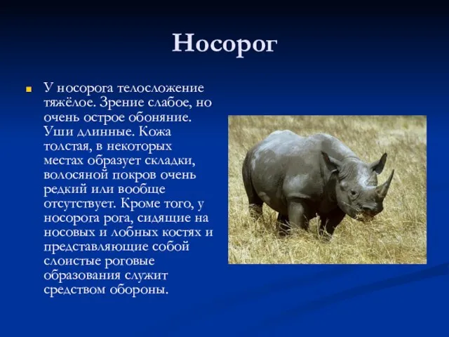 Носорог У носорога телосложение тяжёлое. Зрение слабое, но очень острое обоняние. Уши