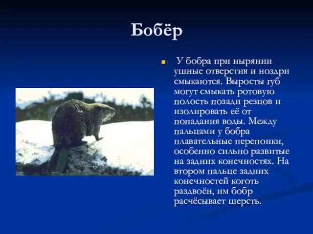 Бобёр У бобра при нырянии ушные отверстия и ноздри смыкаются. Выросты губ