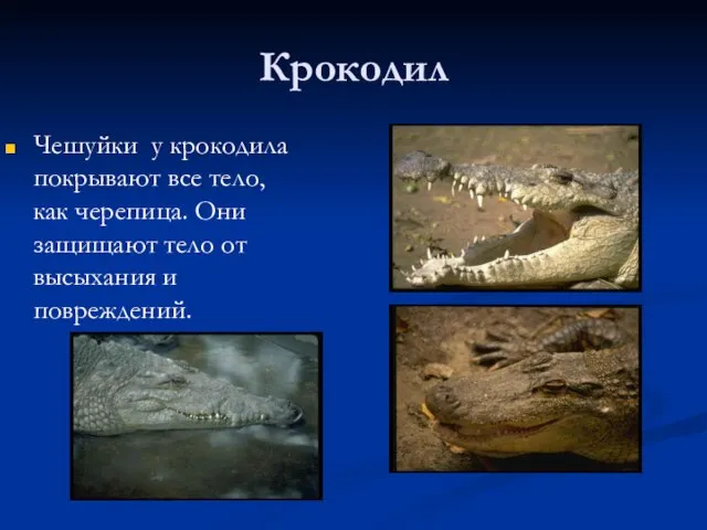 Крокодил Чешуйки у крокодила покрывают все тело, как черепица. Они защищают тело от высыхания и повреждений.