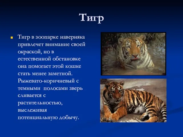 Тигр Тигр в зоопарке наверняка привлечет внимание своей окраской, но в естественной