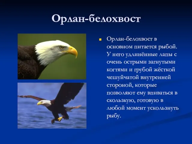 Орлан-белохвост Орлан-белохвост в основном питается рыбой. У него удлинённые лапы с очень