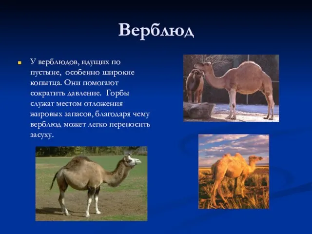 Верблюд У верблюдов, идущих по пустыне, особенно широкие копытца. Они помогают сократить