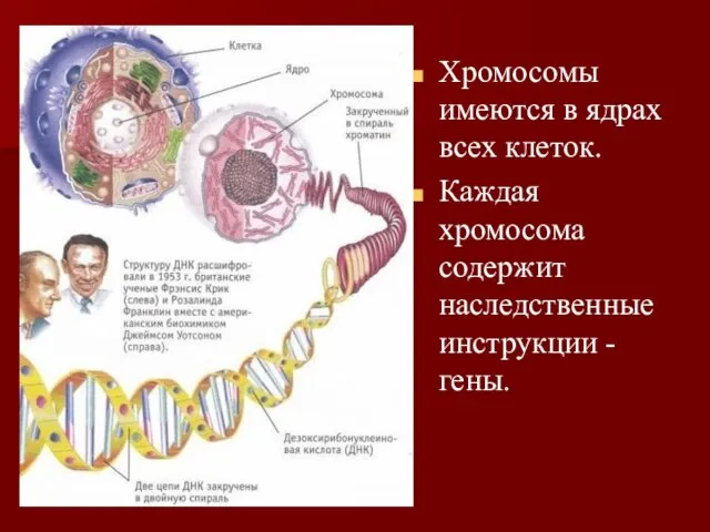 Хромосомы имеются в ядрах всех клеток. Каждая хромосома содержит наследственные инструкции - гены.