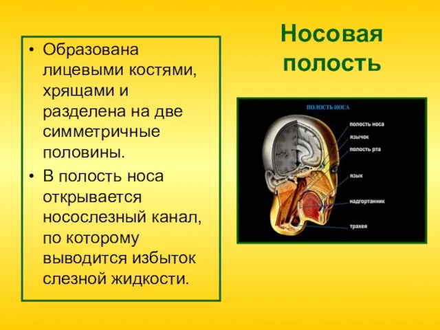 Носовая полость Образована лицевыми костями, хрящами и разделена на две симметричные половины.