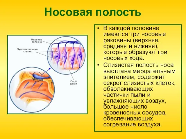 Носовая полость В каждой половине имеются три носовые раковины (верхняя, средняя и