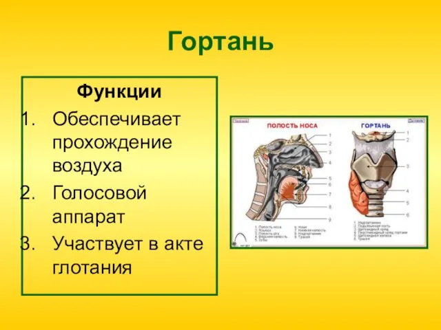 Гортань Функции Обеспечивает прохождение воздуха Голосовой аппарат Участвует в акте глотания