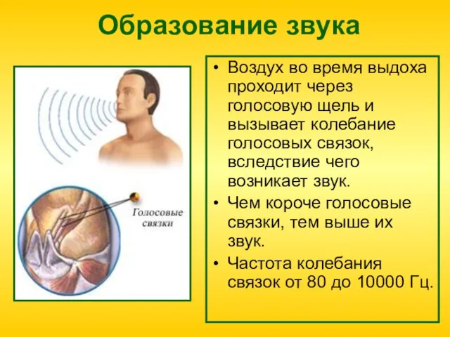 Образование звука Воздух во время выдоха проходит через голосовую щель и вызывает