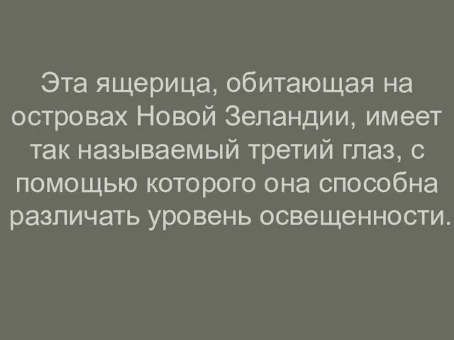 Эта ящерица, обитающая на островах Новой Зеландии, имеет так называемый третий глаз,