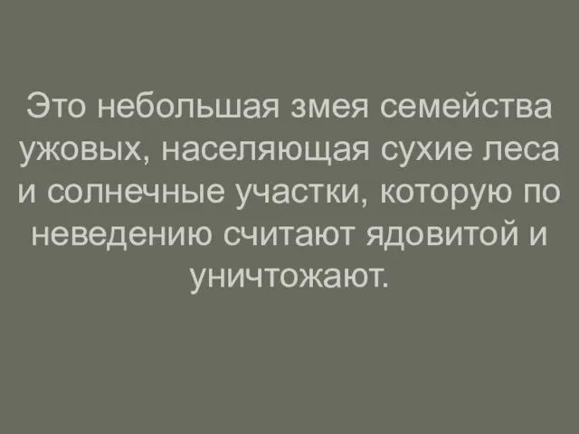 Это небольшая змея семейства ужовых, населяющая сухие леса и солнечные участки, которую