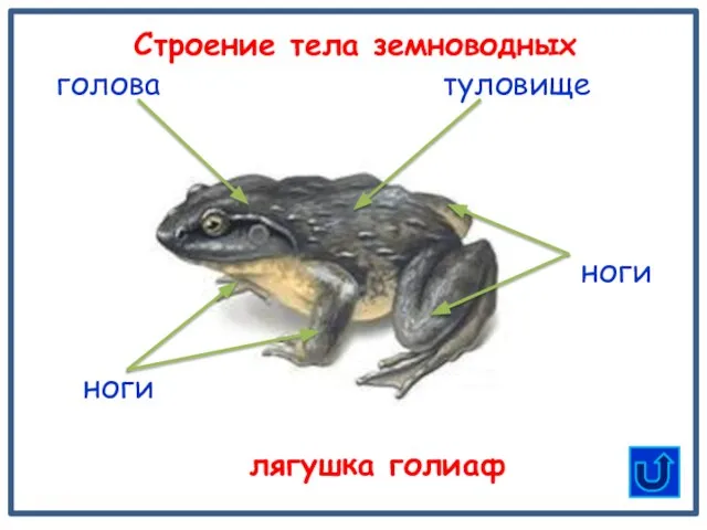 туловище ноги Строение тела земноводных лягушка голиаф голова ноги