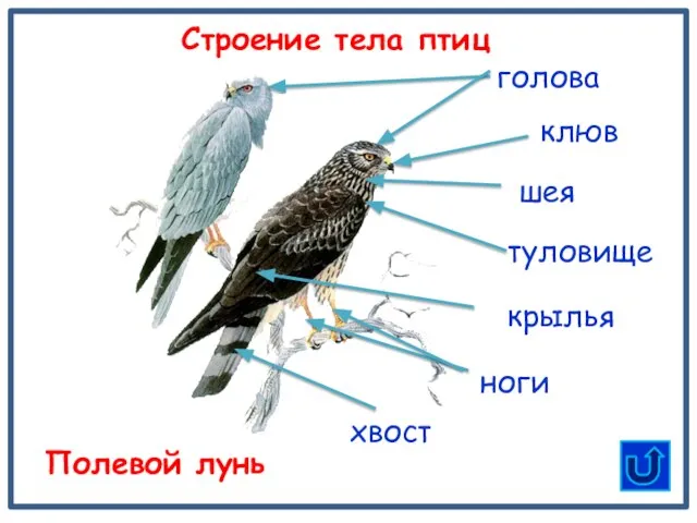 туловище клюв шея голова хвост Строение тела птиц Полевой лунь крылья ноги