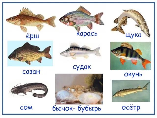 ёрш осётр сом щука сазан окунь карась бычок- бубырь судак