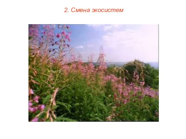 2. Смена экосистем