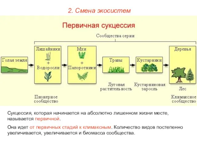 2. Смена экосистем Сукцессия, которая начинается на абсолютно лишенном жизни месте, называется