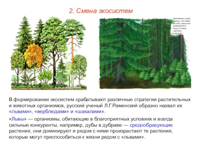 2. Смена экосистем В формировании экосистем срабатывают различные стратегии растительных и животных