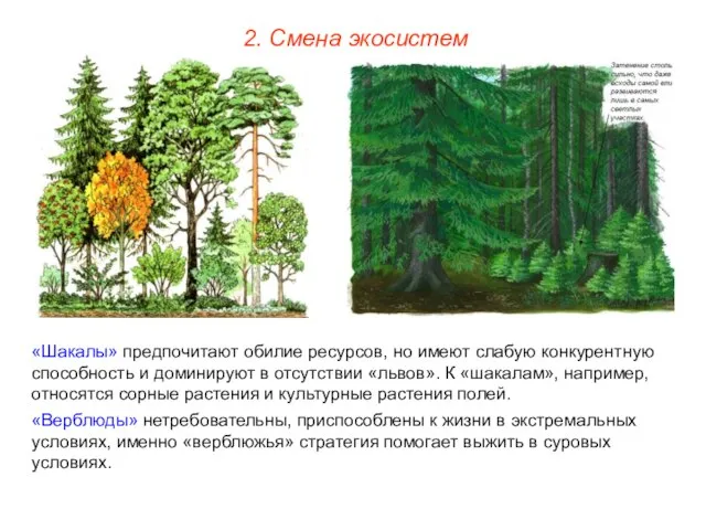 2. Смена экосистем «Шакалы» предпочитают обилие ресурсов, но имеют слабую конкурентную способность