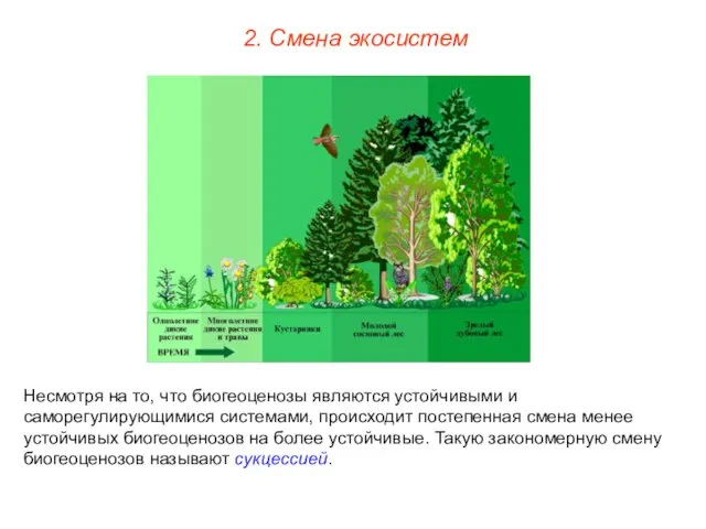 2. Смена экосистем Несмотря на то, что биогеоценозы являются устойчивыми и саморегулирующимися