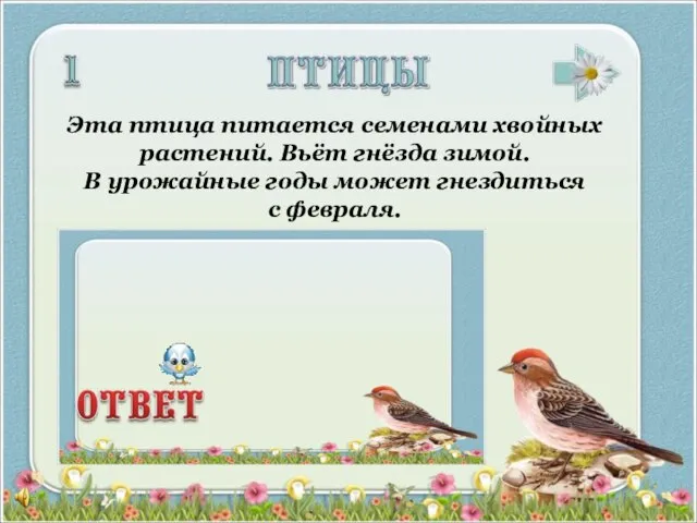 Эта птица питается семенами хвойных растений. Вьёт гнёзда зимой. В урожайные годы может гнездиться с февраля.