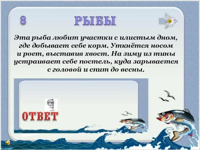 Эта рыба любит участки с илистым дном, где добывает себе корм. Уткнётся