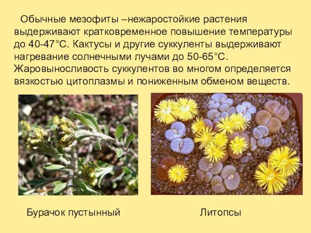 Обычные мезофиты –нежаростойкие растения выдерживают кратковременное повышение температуры до 40-47°С. Кактусы и