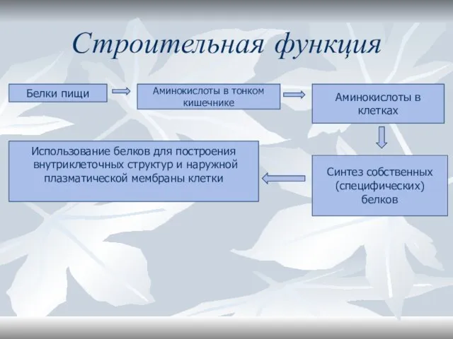 Строительная функция Белки пищи Аминокислоты в тонком кишечнике Аминокислоты в клетках Использование