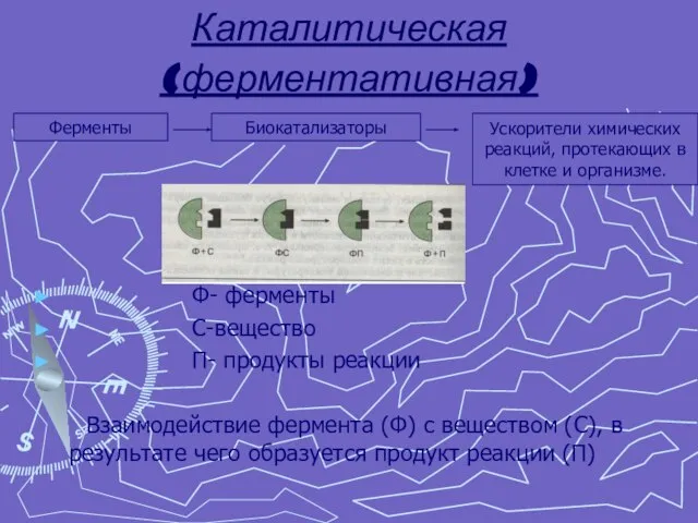 Каталитическая (ферментативная) Ф- ферменты С-вещество П- продукты реакции Взаимодействие фермента (Ф) с