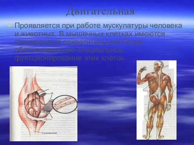 Двигательная Проявляется при работе мускулатуры человека и животных. В мышечных клетках имеются