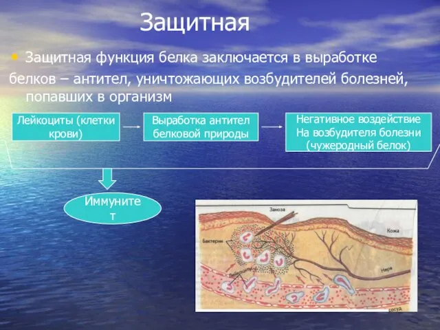 Защитная Защитная функция белка заключается в выработке белков – антител, уничтожающих возбудителей