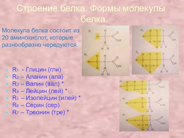 Строение белка. Формы молекулы белка. Молекула белка состоит из 20 аминокислот, которые