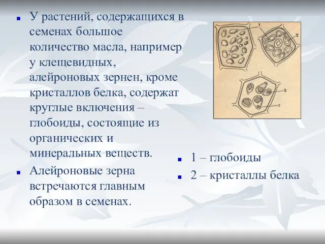 1 – глобоиды 2 – кристаллы белка У растений, содержащихся в семенах