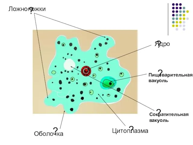 ? ? ? ? ? ? Ложноножки Оболочка Цитоплазма Ядро Сократительная вакуоль Пищеварительная вакуоль